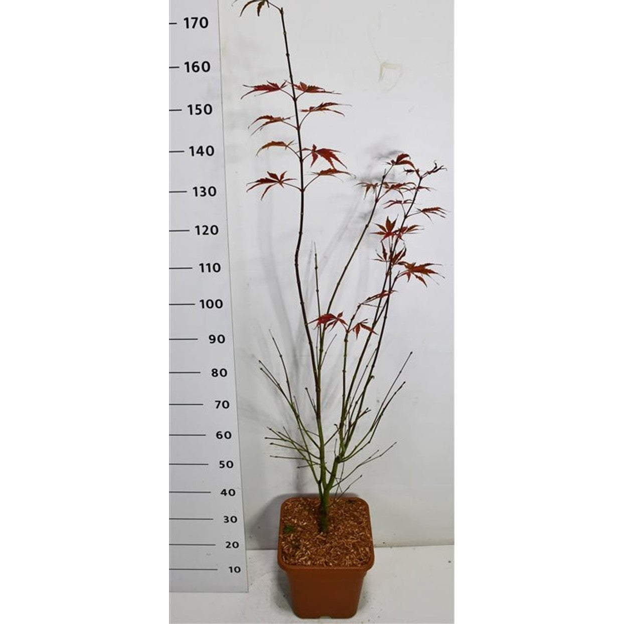 Japansk lönn – Acer palmatum 'Sumi-nagashi' - C15 125/+ cm.